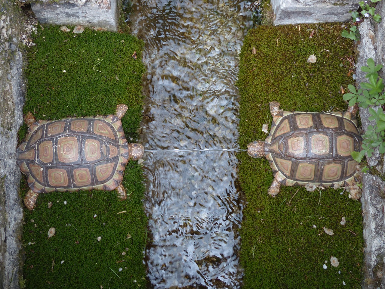 Water feature, turtles, hellbrunn — Bonus Buy Features: Are They Worth the Extra Cost?